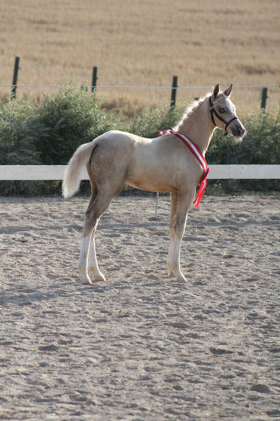 Palomino Bryggergårdens Ginger Ale billede 13