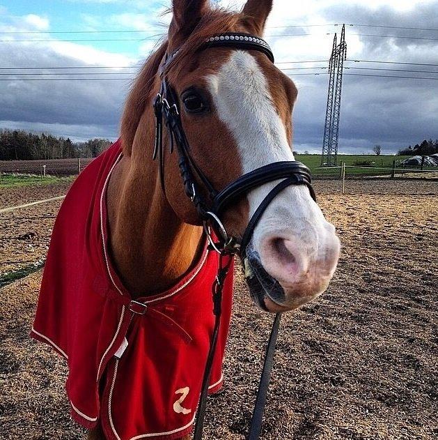 Arabisk fuldblod (OX) Lavina (tidligere hest) billede 8