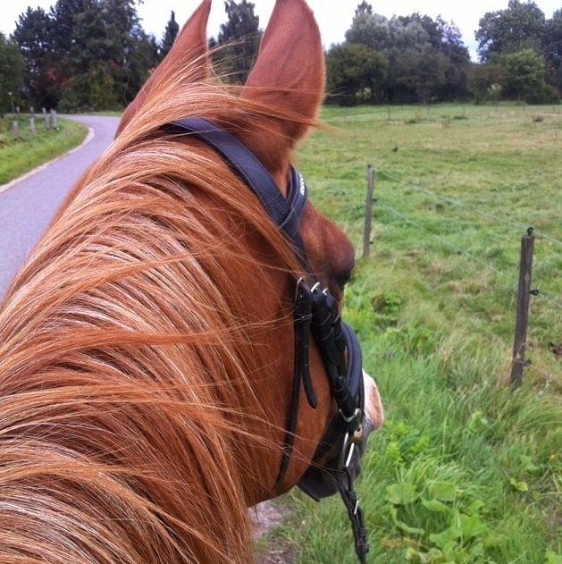 Arabisk fuldblod (OX) Lavina (tidligere hest) billede 10