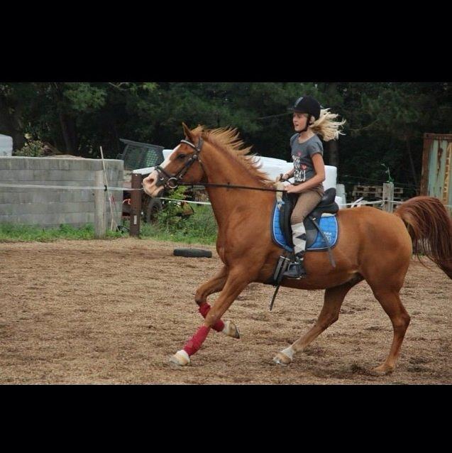 Arabisk fuldblod (OX) Lavina (tidligere hest) - pony games på ridelejer billede 13
