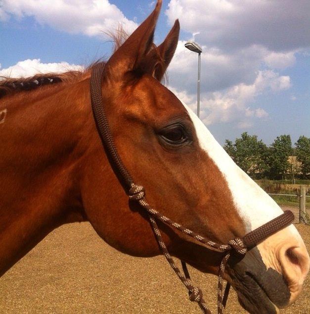 Arabisk fuldblod (OX) Lavina (tidligere hest) billede 1