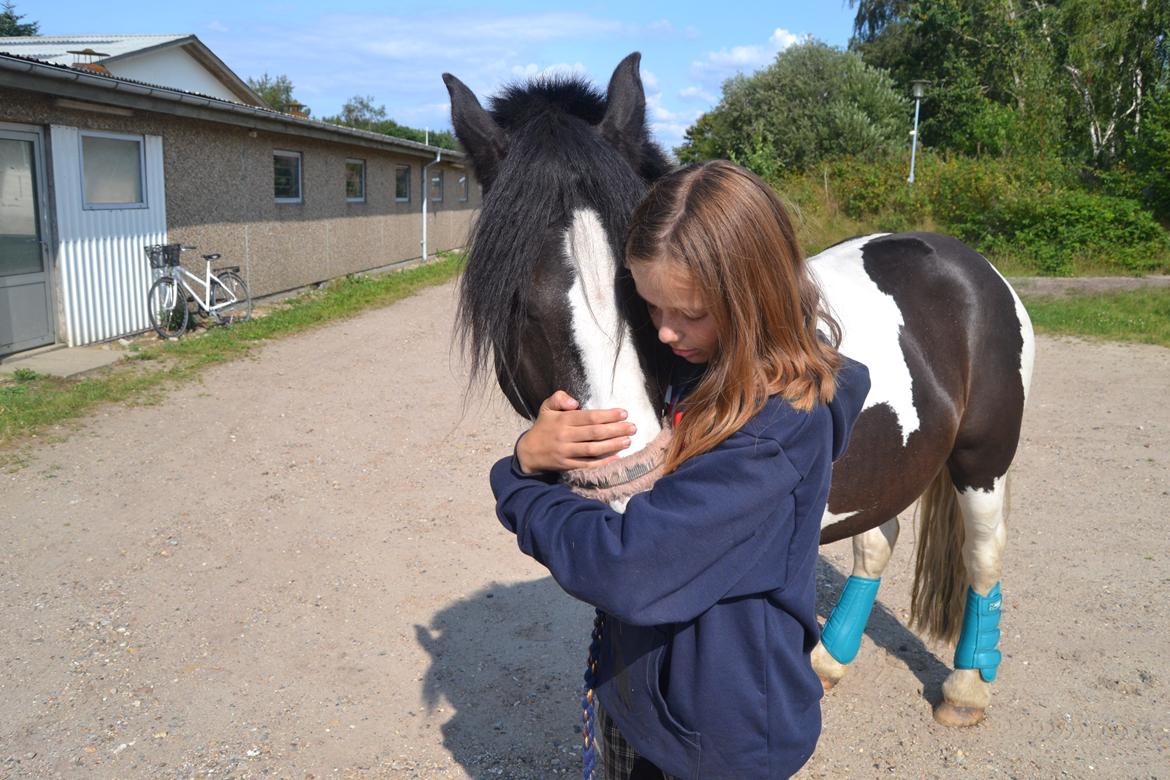 Irish Cob Rose (min lille ko) billede 16