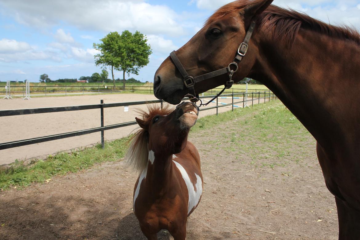 Dansk Varmblod Revaldo D.  billede 18