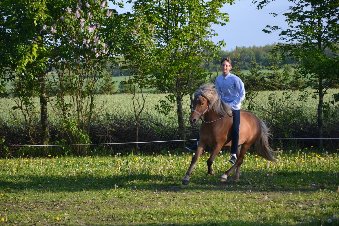 Islænder Sif billede 3