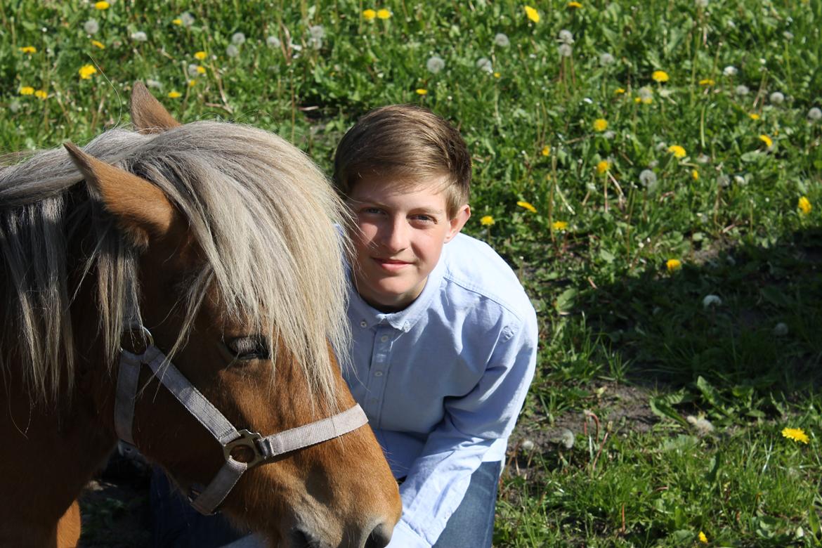 Islænder Sif billede 4