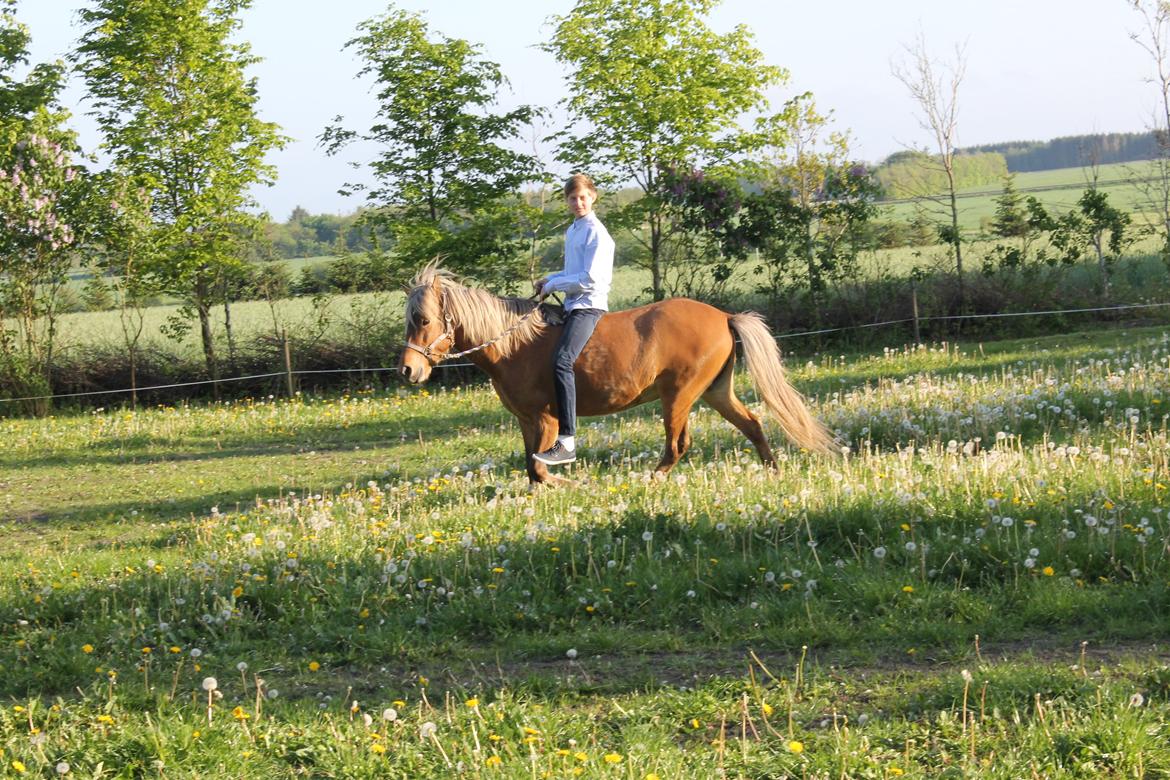 Islænder Sif billede 6