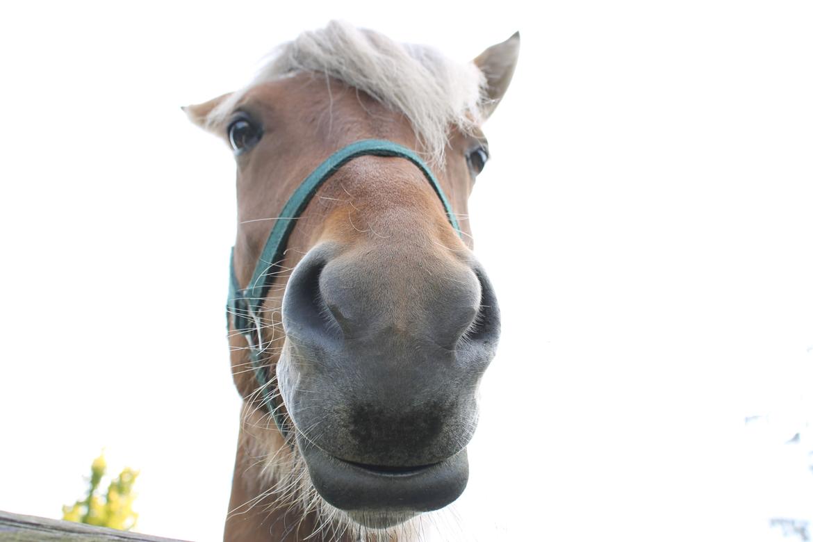 Islænder Sif billede 7