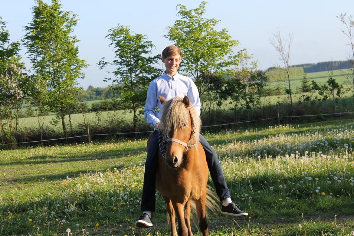 Islænder Sif billede 8