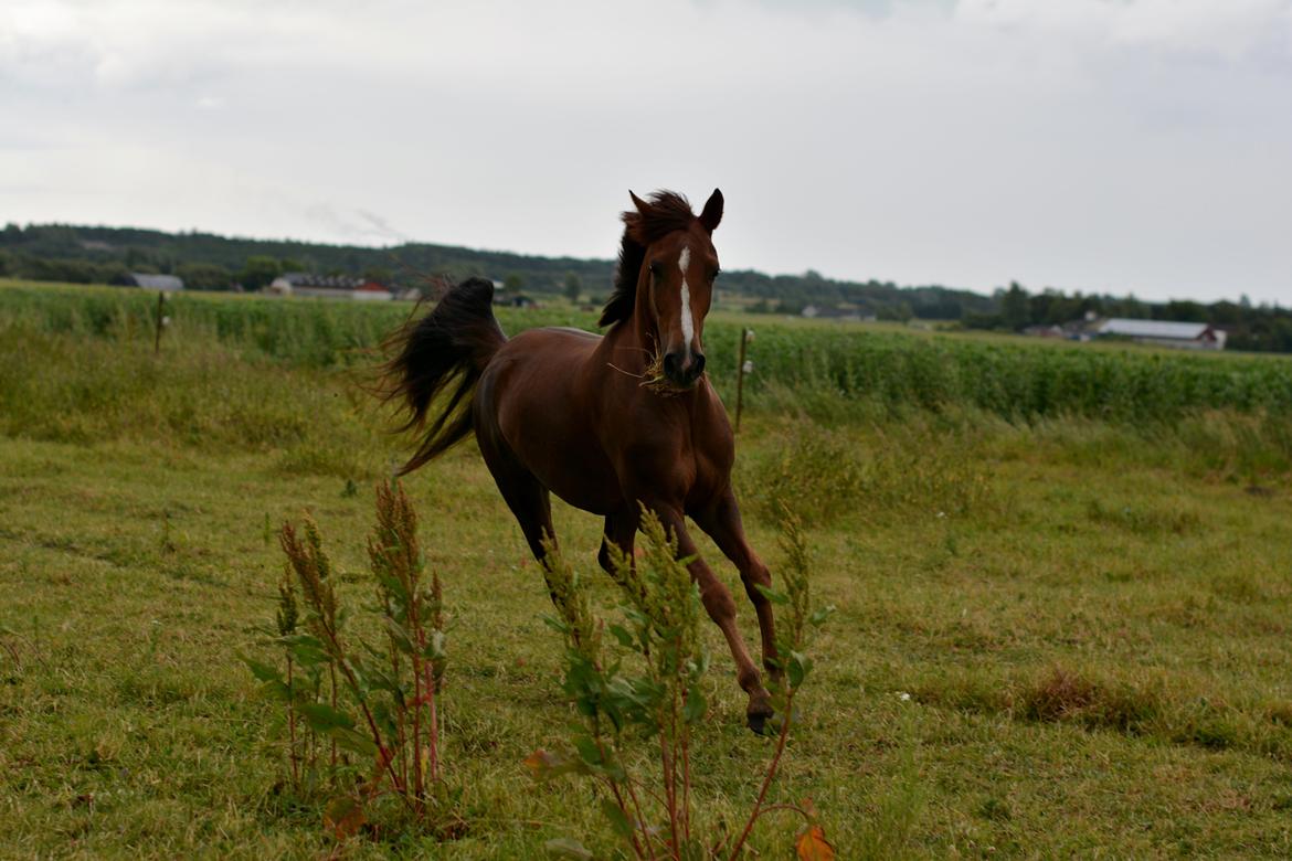 Anden særlig race LULU billede 12