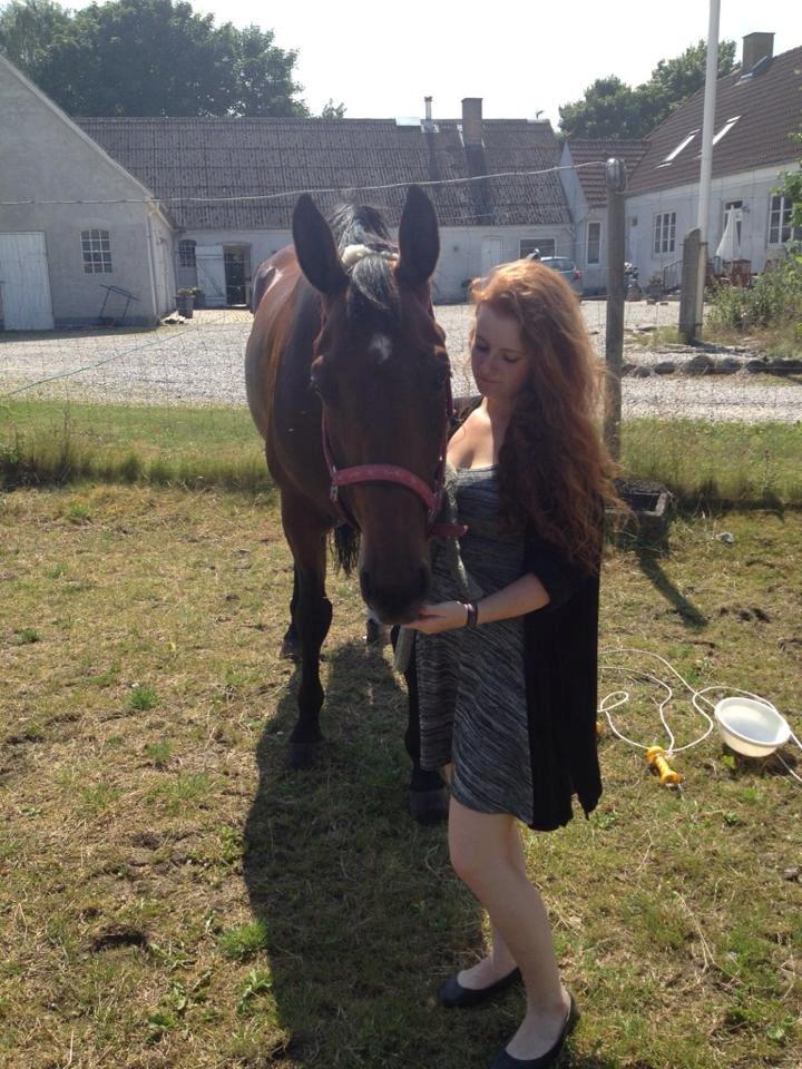 Hannoveraner CHARMEUR billede 1