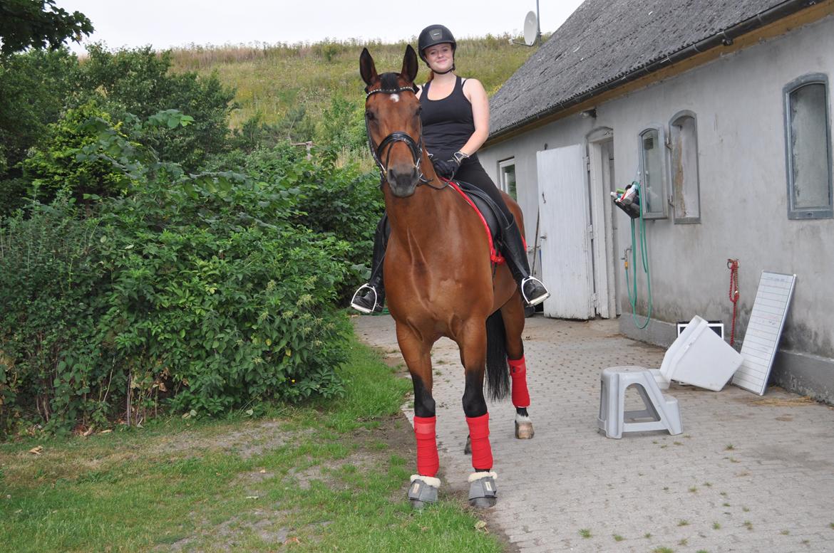 Hannoveraner CHARMEUR billede 2