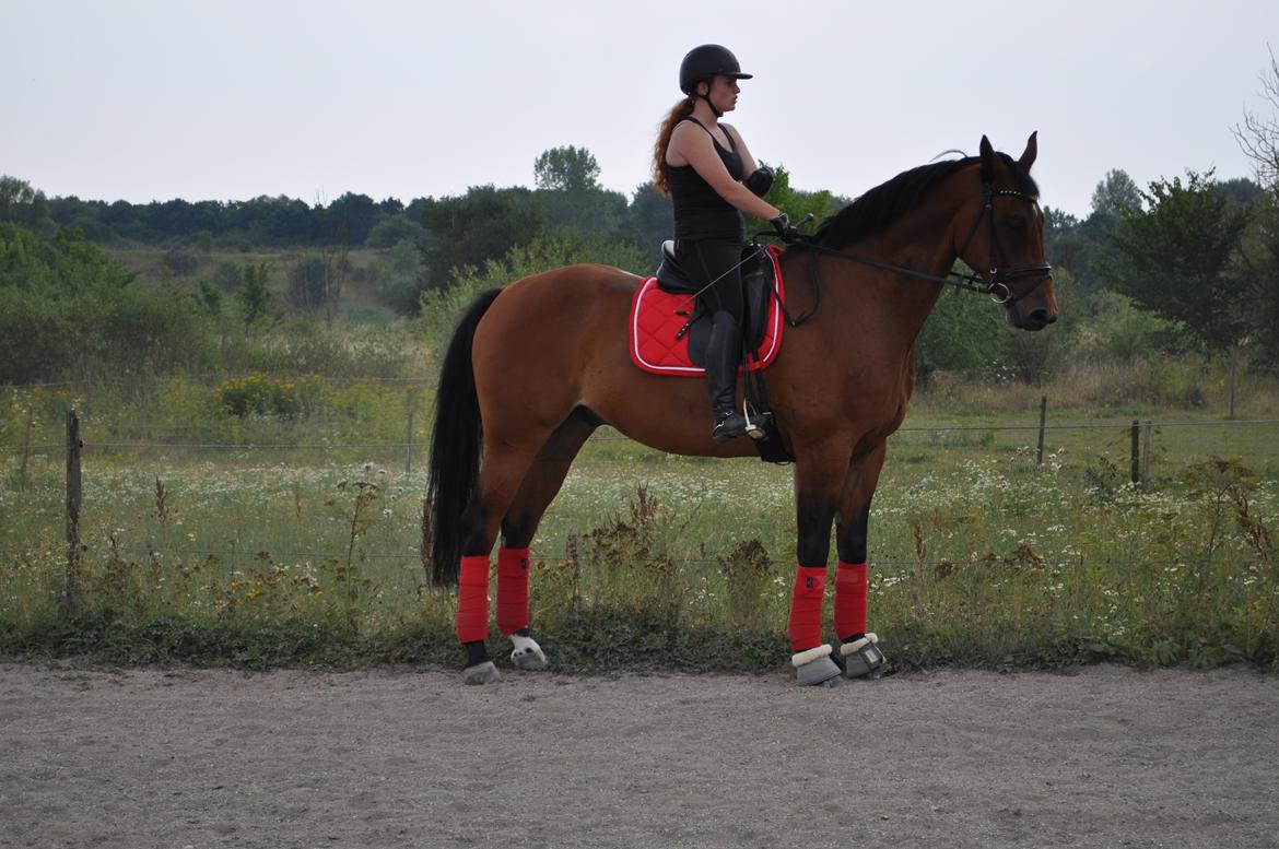 Hannoveraner CHARMEUR billede 3