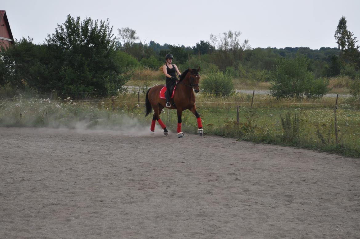 Hannoveraner CHARMEUR billede 4