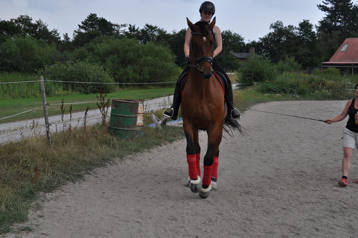 Hannoveraner CHARMEUR billede 5