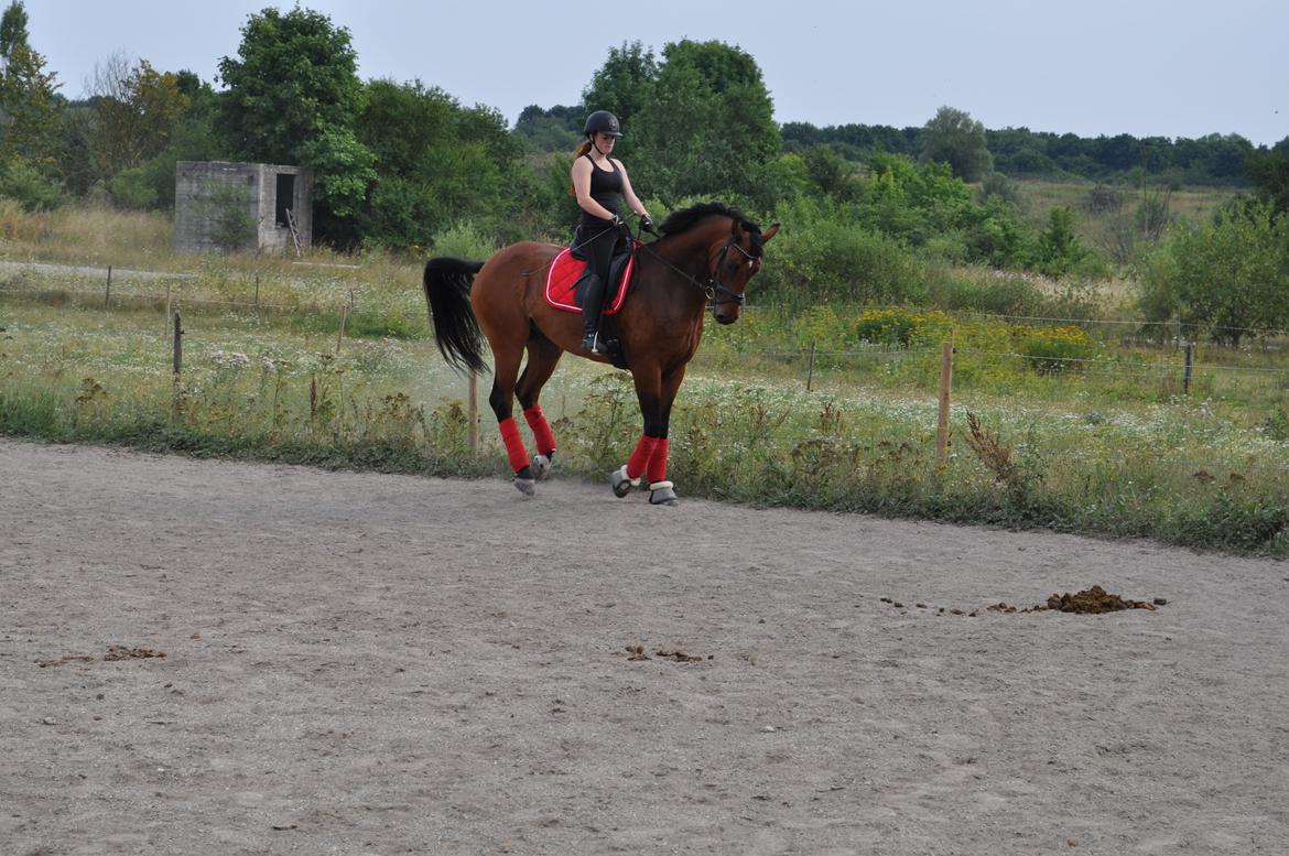 Hannoveraner CHARMEUR billede 6