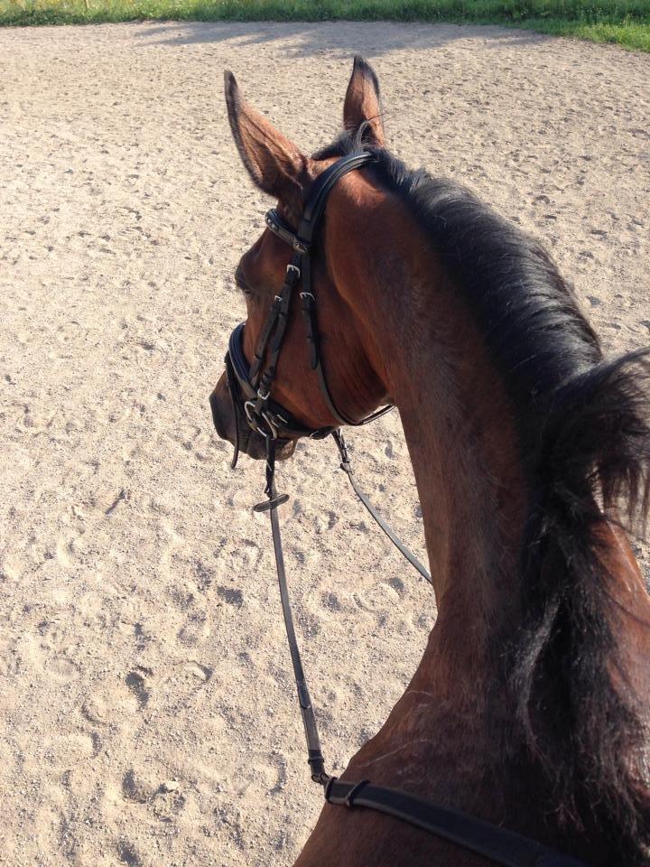 Hannoveraner CHARMEUR billede 7