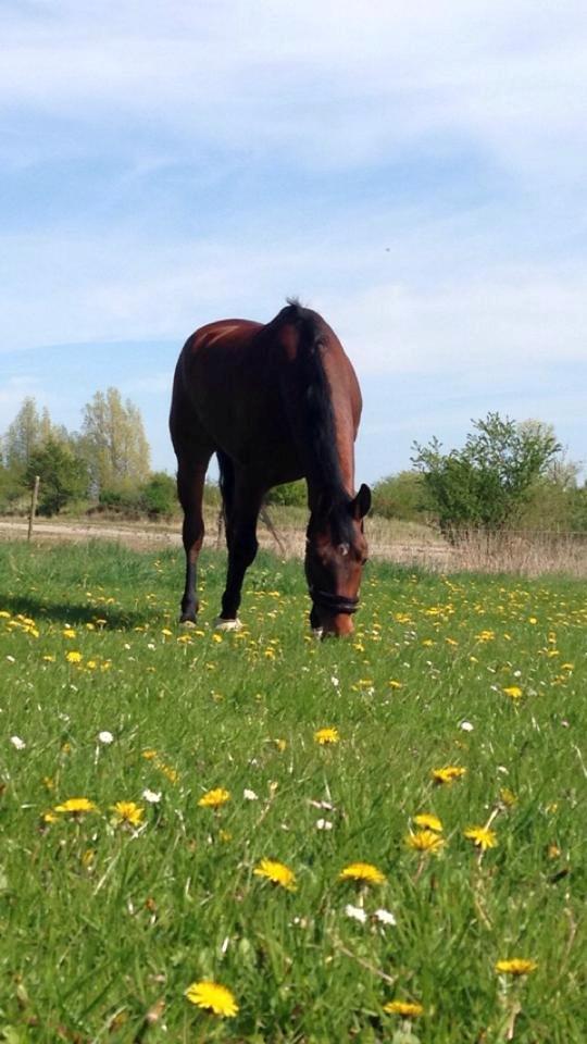 Hannoveraner CHARMEUR billede 8