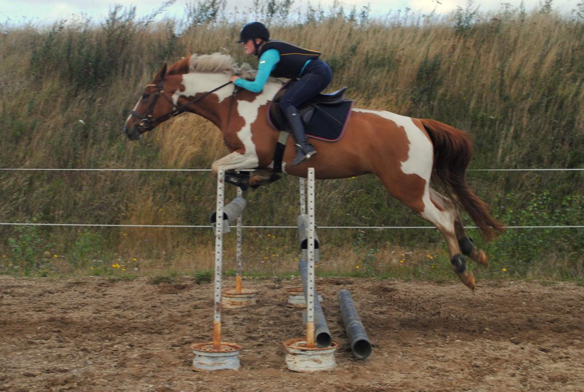 Pinto Stendalen's Haida - 115 cm, og hun er jo flyvende<3 billede 14