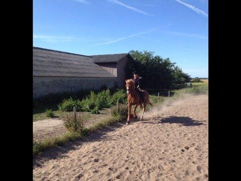 Frederiksborg Sir Lancelot billede 10