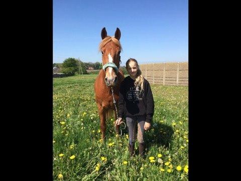 Frederiksborg Sir Lancelot billede 9