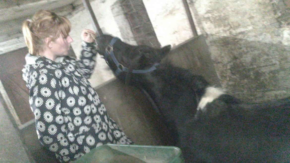 Shetlænder prins Henning billede 1