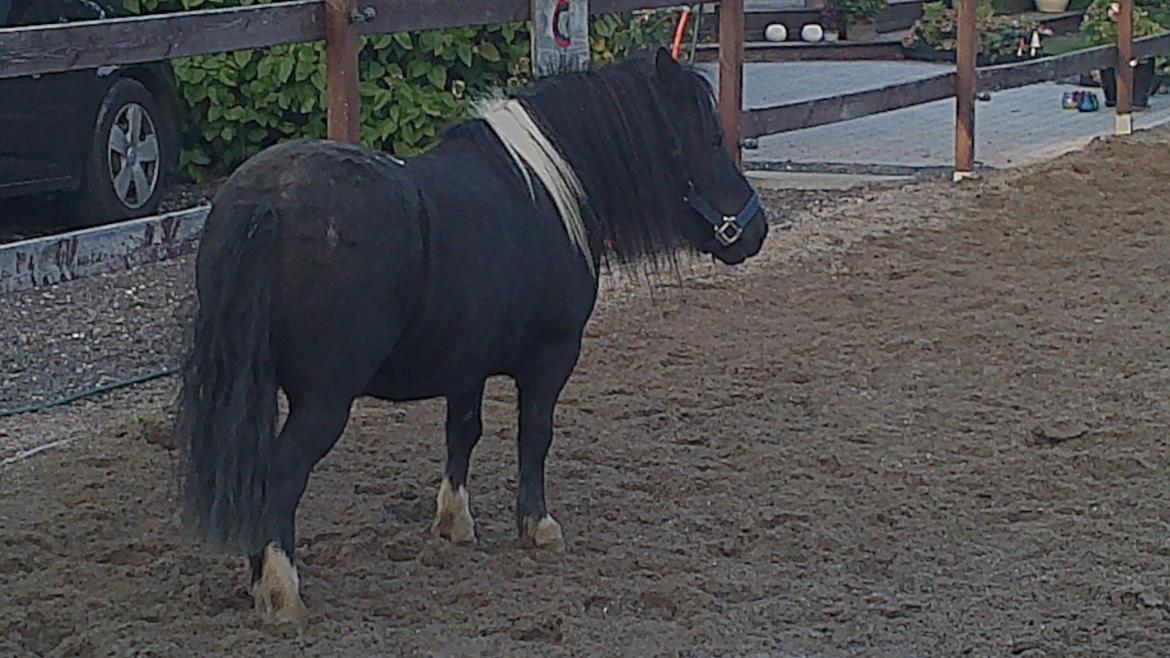 Shetlænder prins Henning billede 3