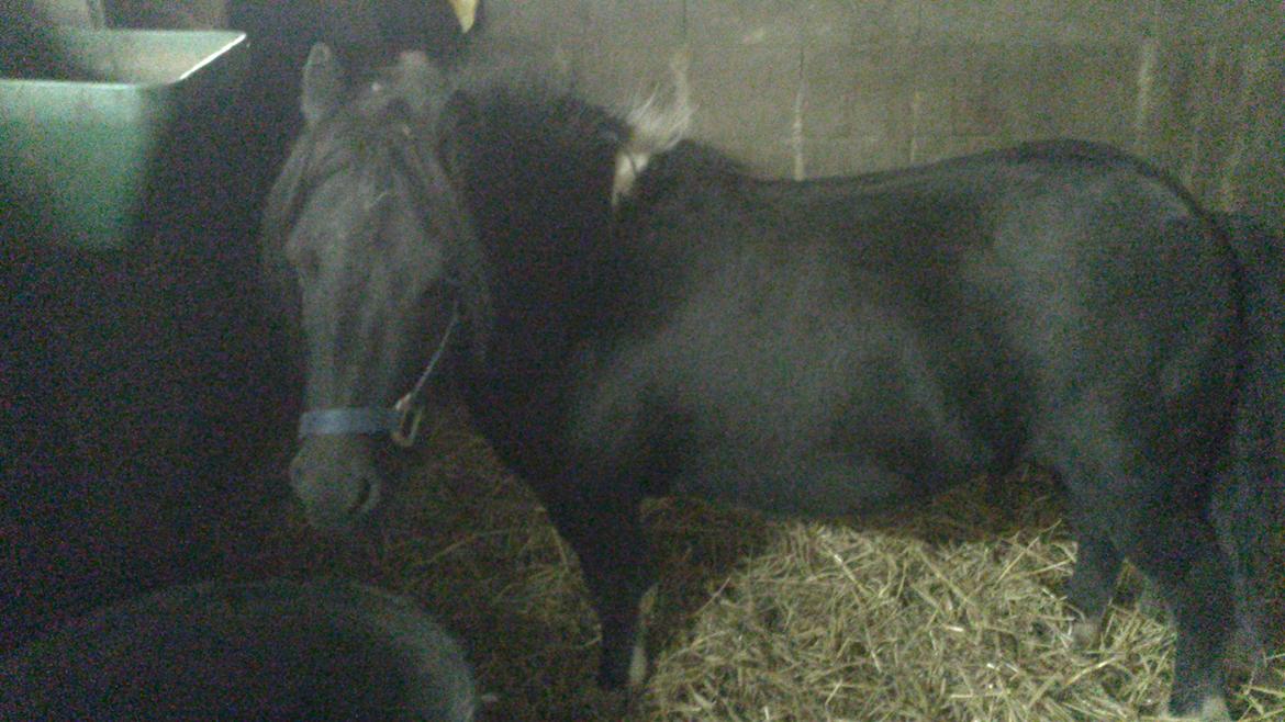 Shetlænder prins Henning billede 5