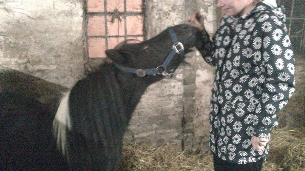 Shetlænder prins Henning billede 6