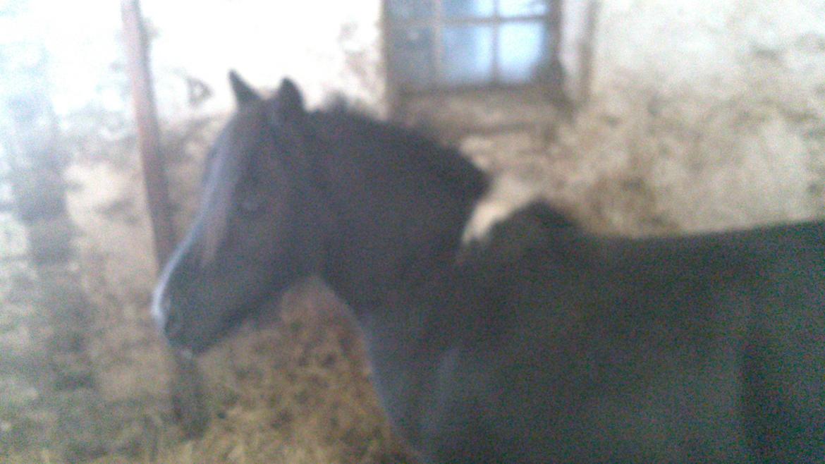 Shetlænder prins Henning billede 7