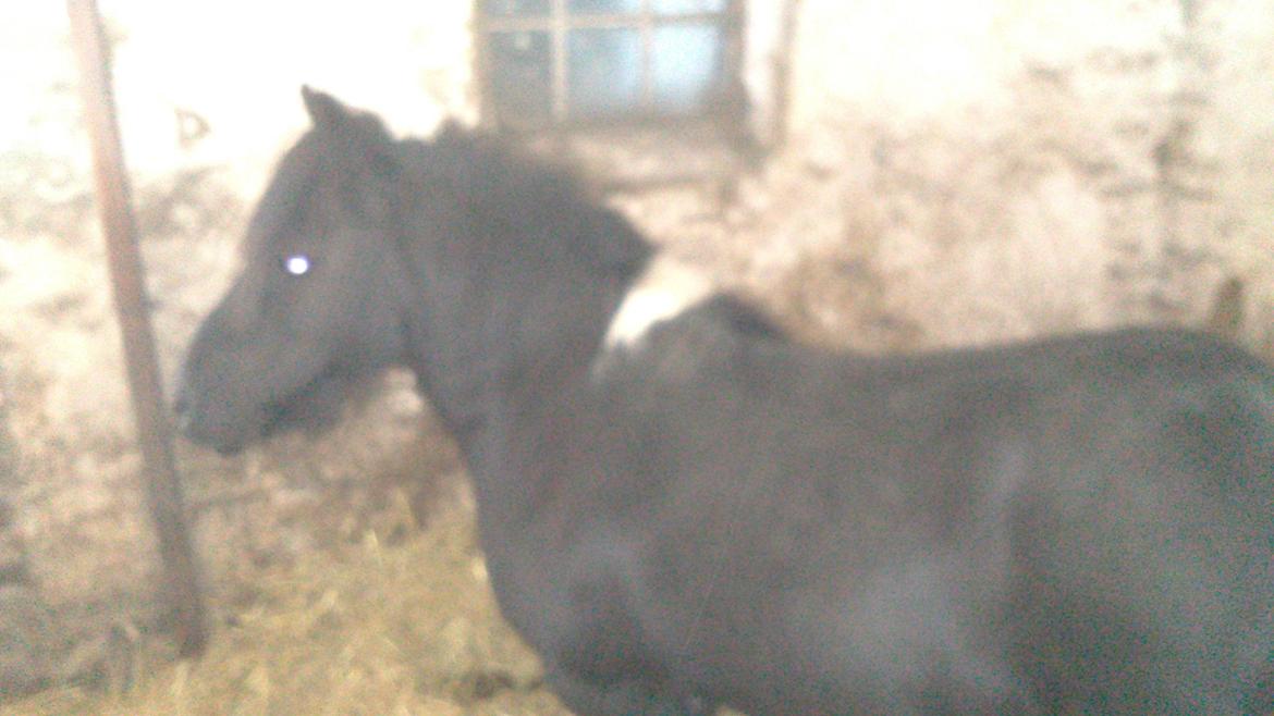 Shetlænder prins Henning billede 8