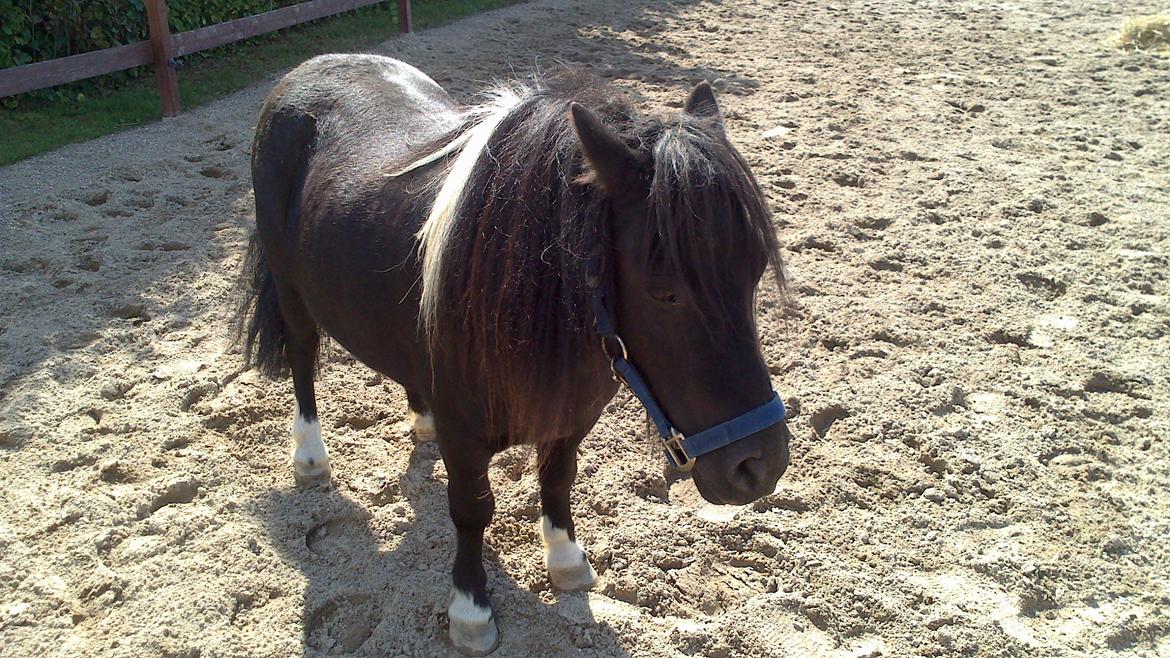 Shetlænder prins Henning billede 9