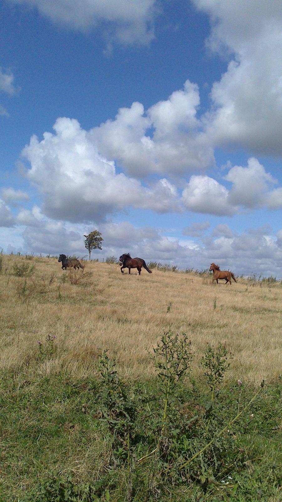 Shetlænder prins Henning billede 10