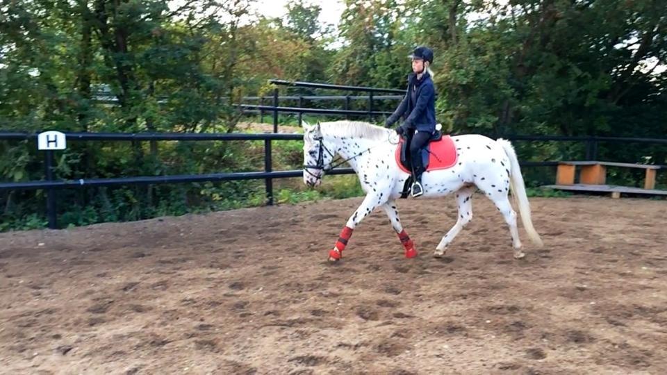 Knabstrupper Cibell [lånehest] - Dressur på ridebanen billede 12