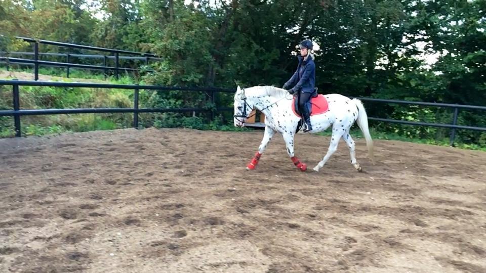 Knabstrupper Cibell [lånehest] - Dressur på ridebanen billede 33