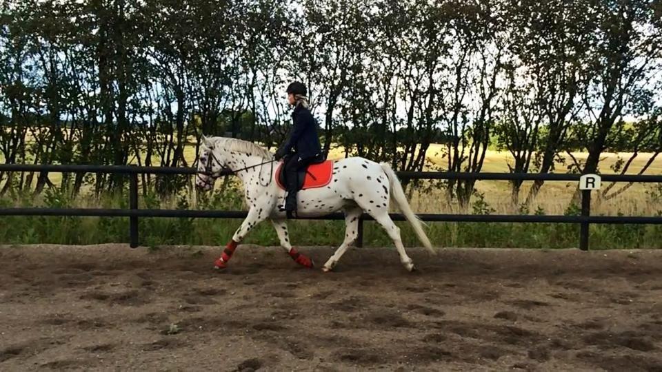 Knabstrupper Cibell [lånehest] - Dressur på ridebanen billede 31