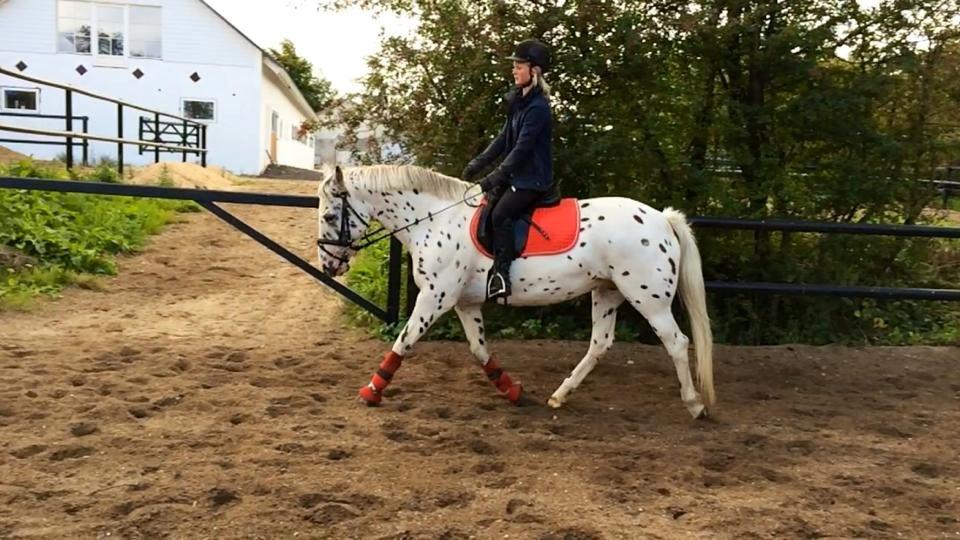 Knabstrupper Cibell [lånehest] - Dressur på ridebanen billede 6