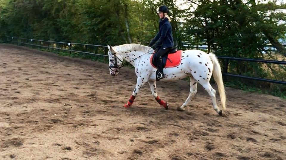 Knabstrupper Cibell [lånehest] - Dressur på ridebanen billede 18