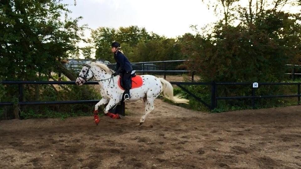 Knabstrupper Cibell [lånehest] - Velkommen til Cibells profil! :) - Fræser pony billede 4