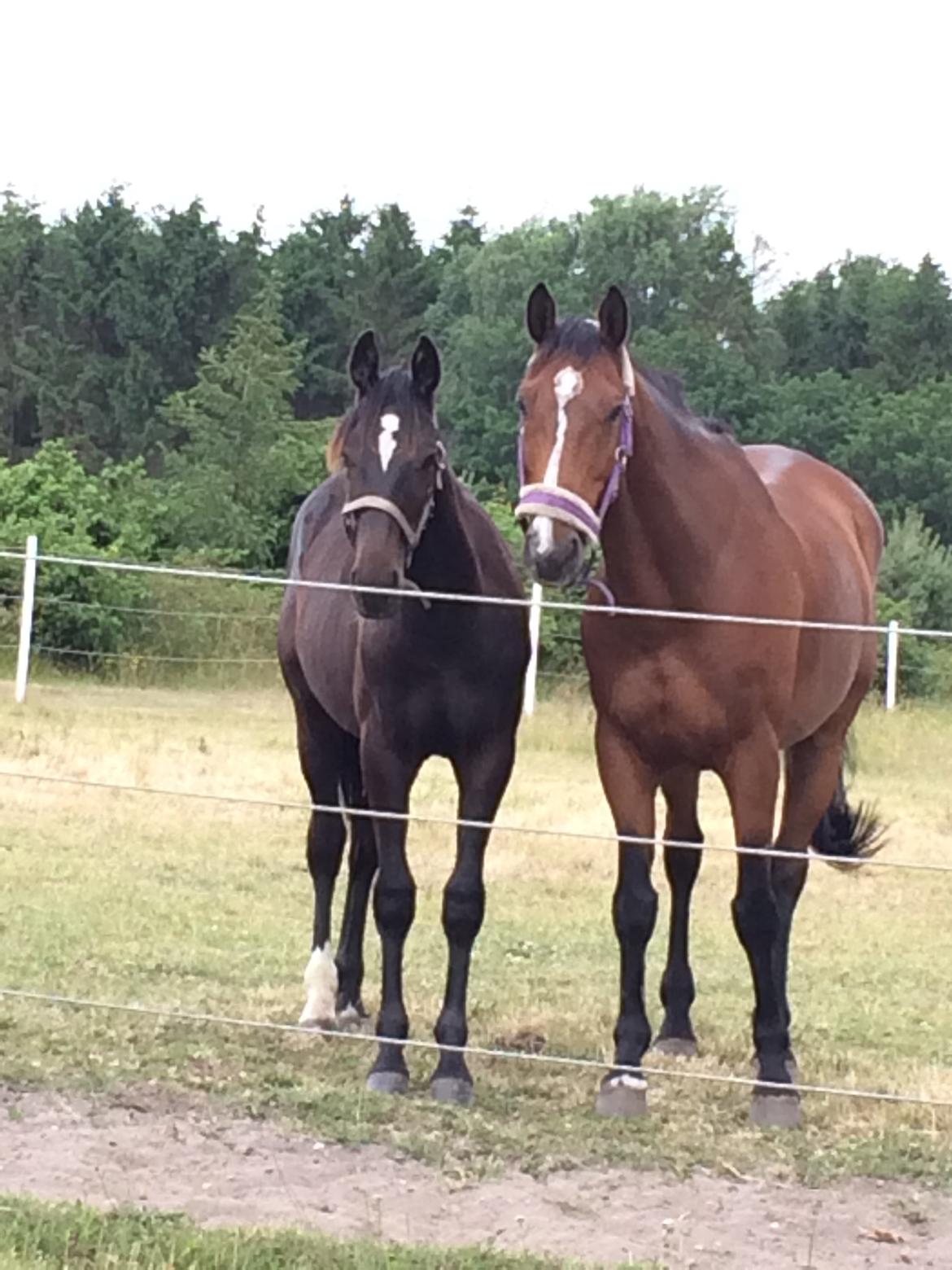 Dansk Varmblod Que tal "Solgt til USA" - Onkel Q hygger med junior Backup billede 18