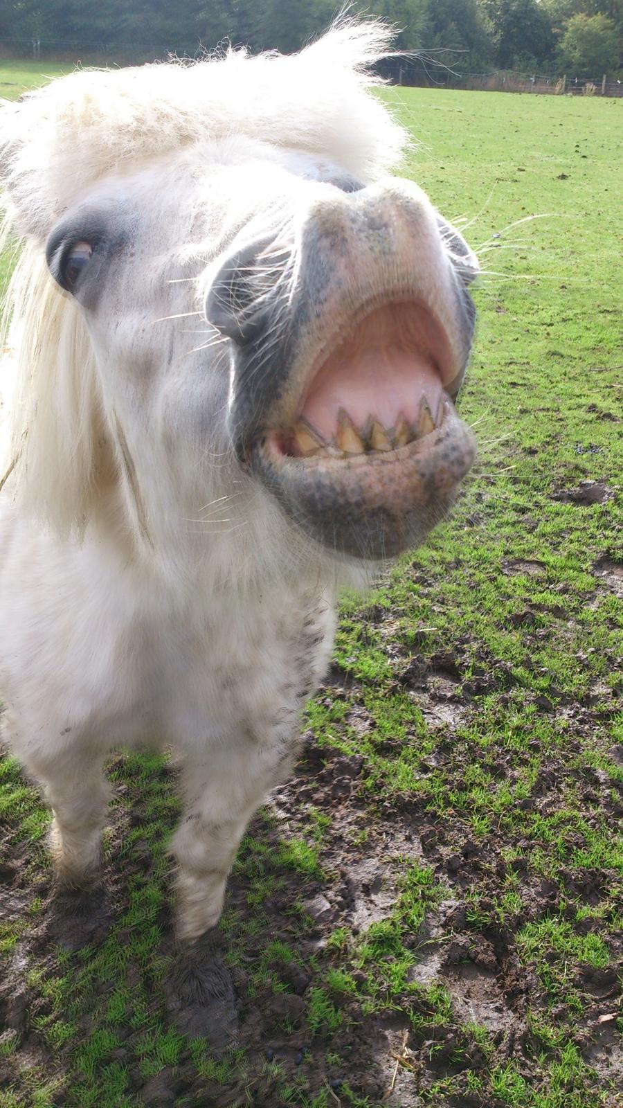 Islænder Felix billede 5