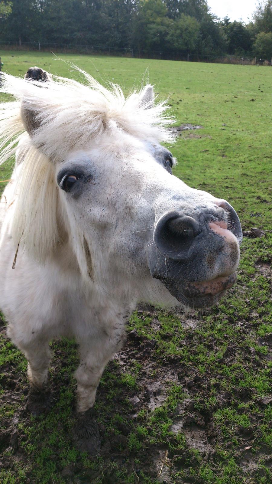 Islænder Felix billede 3