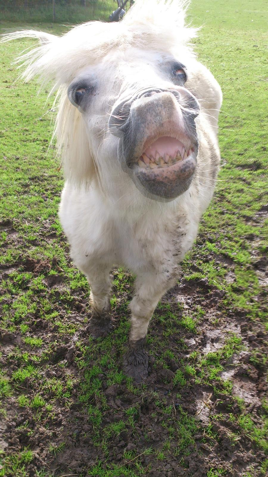 Islænder Felix billede 4