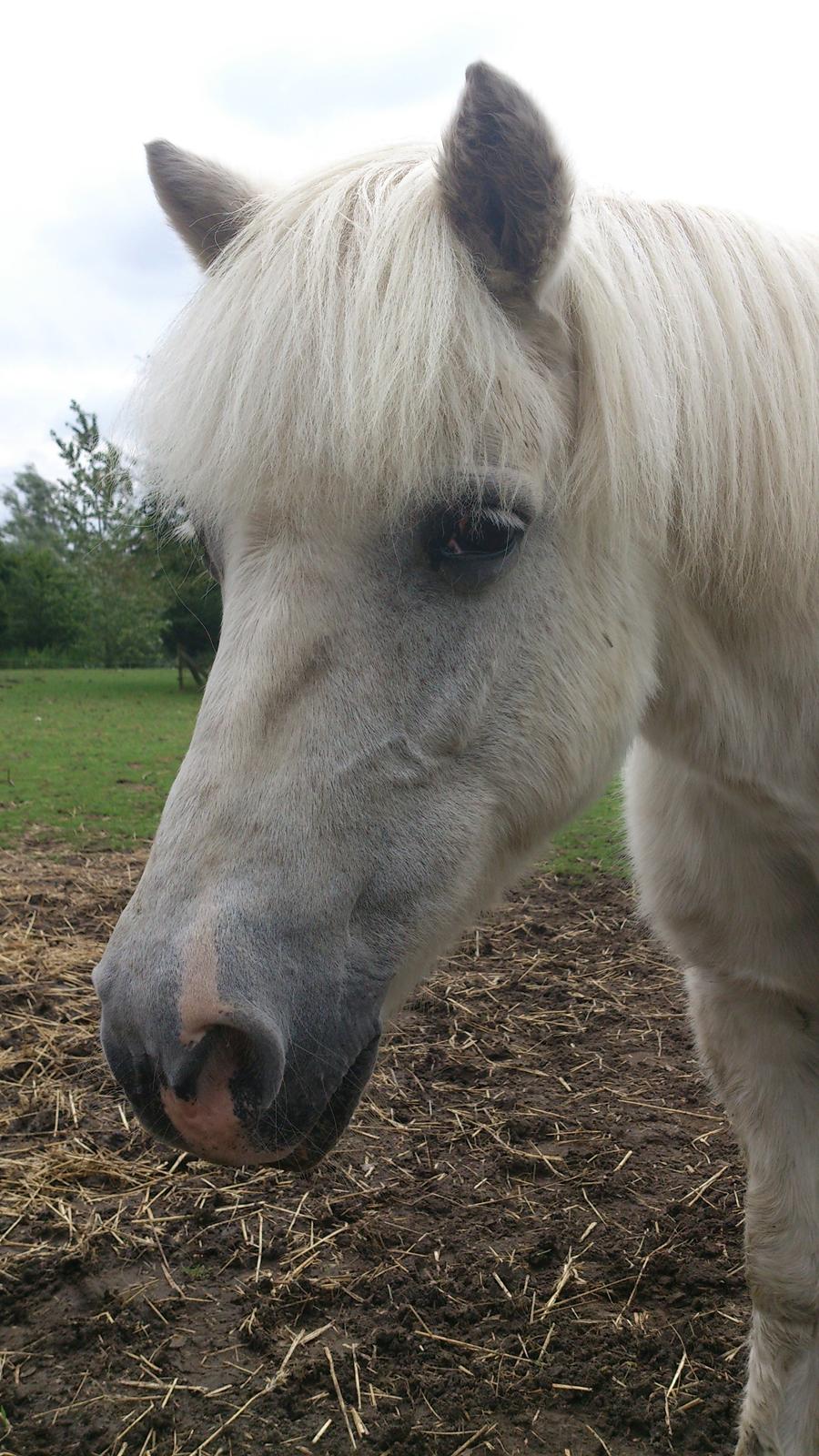 Islænder Felix billede 1