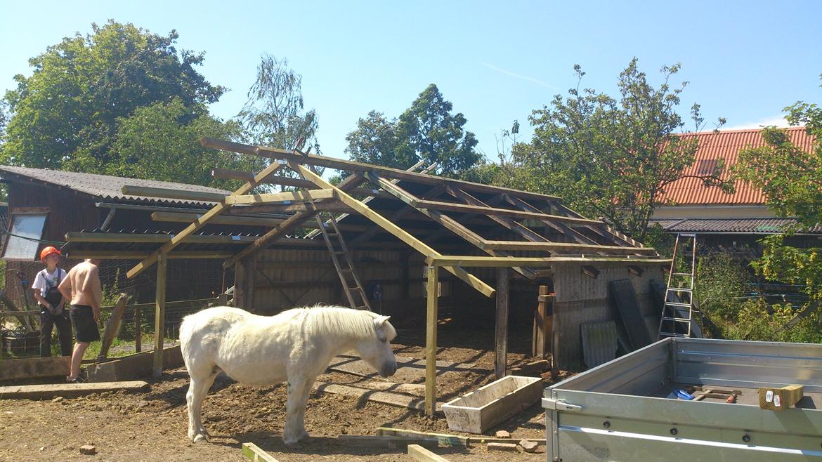 Islænder Felix billede 6