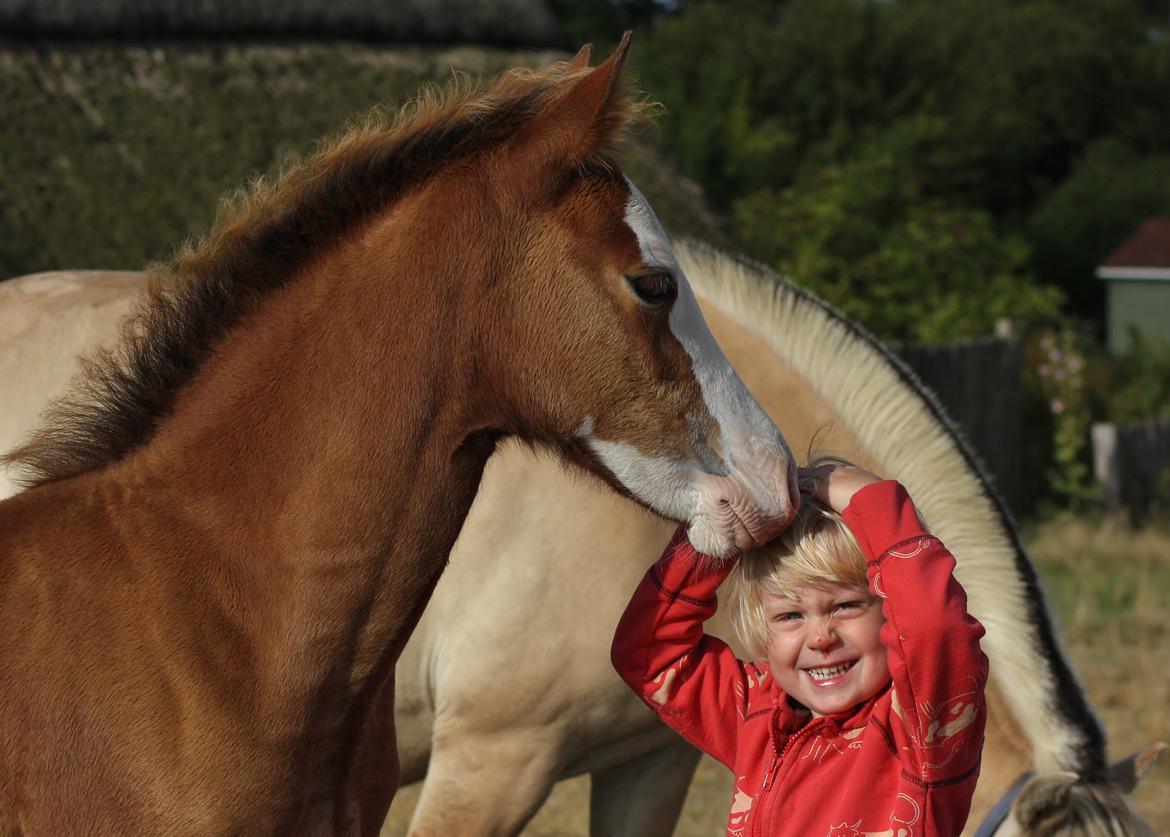 Welsh Cob (sec D) Melanders Flora - Flora 3 måneder gammel præsis =D billede 39