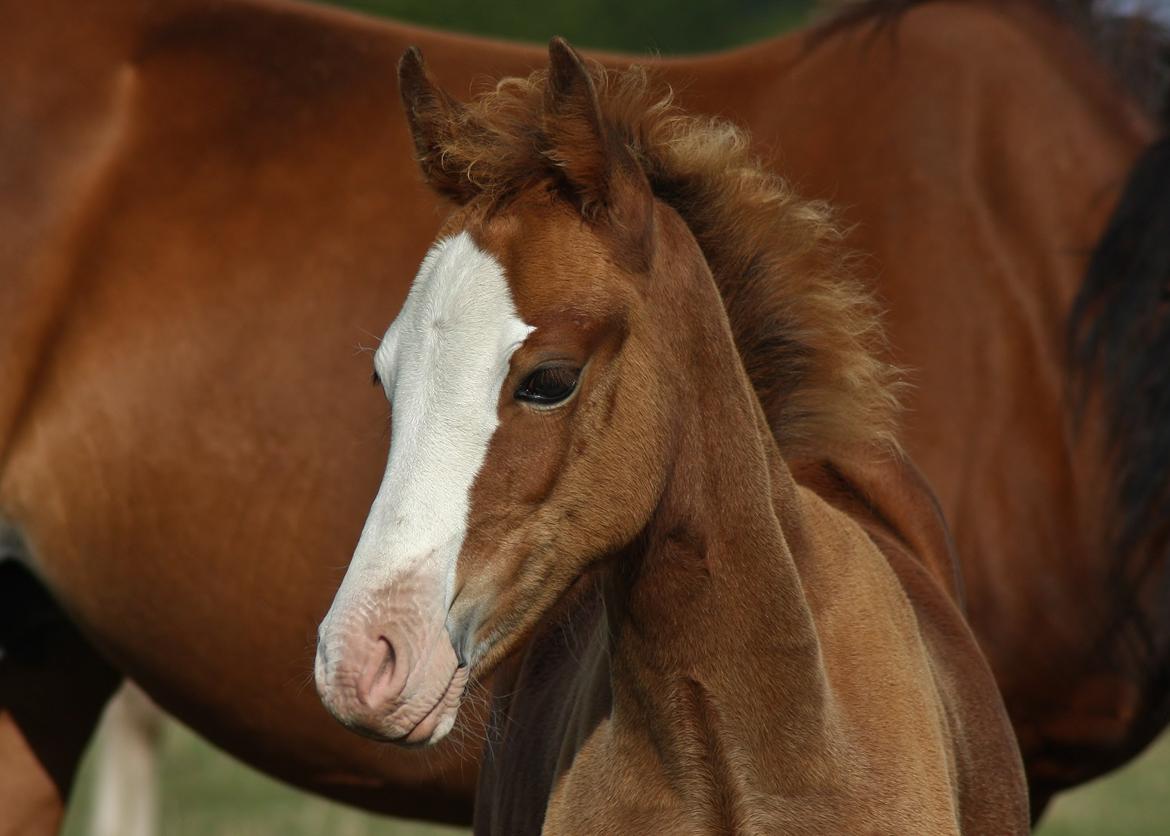 Welsh Cob (sec D) Melanders Flora - 3 måneder gammel billede 4