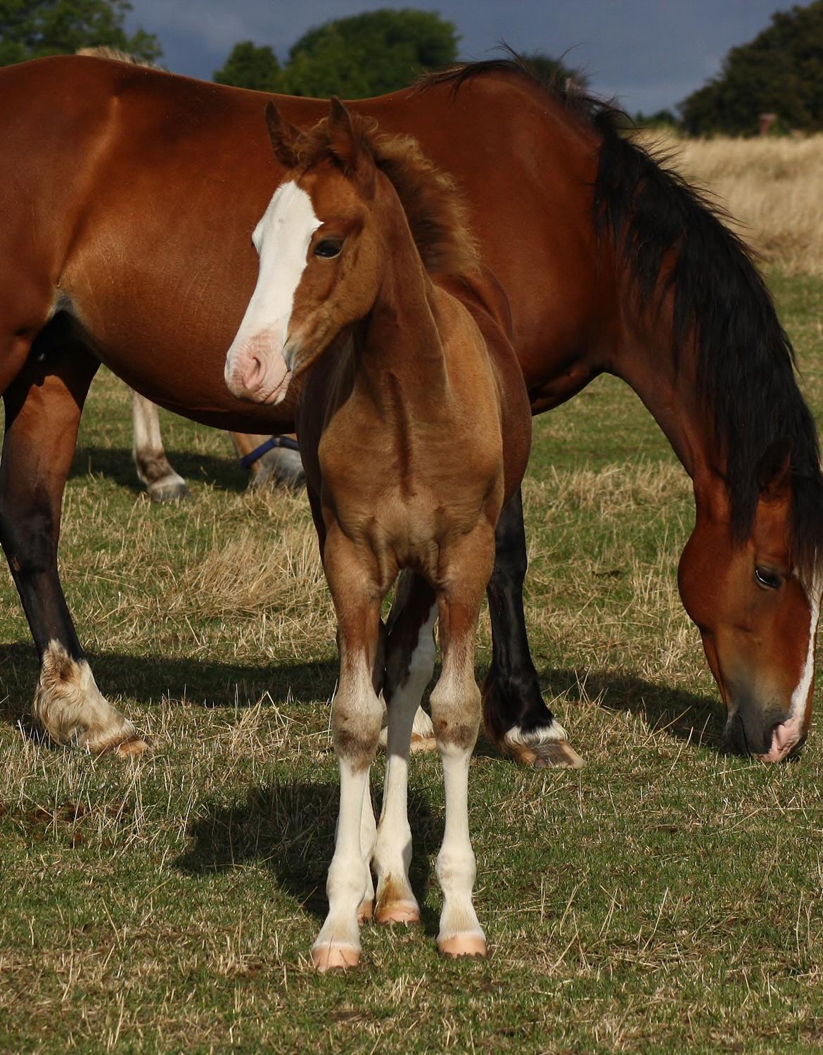 Welsh Cob (sec D) Melanders Flora - 3 måneder gammel billede 5