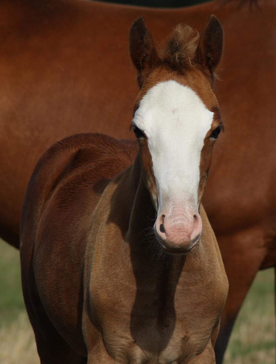 Welsh Cob (sec D) Melanders Flora - 3 måneder gammel billede 7