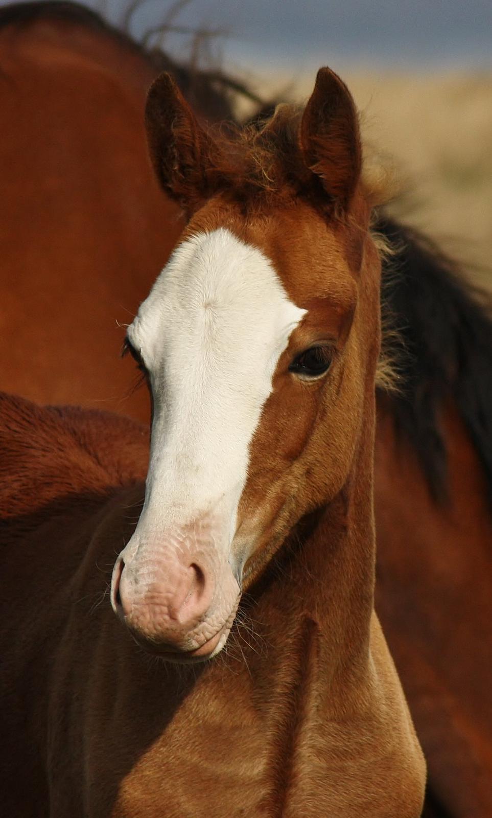 Welsh Cob (sec D) Melanders Flora - 3 måneder gammel billede 6