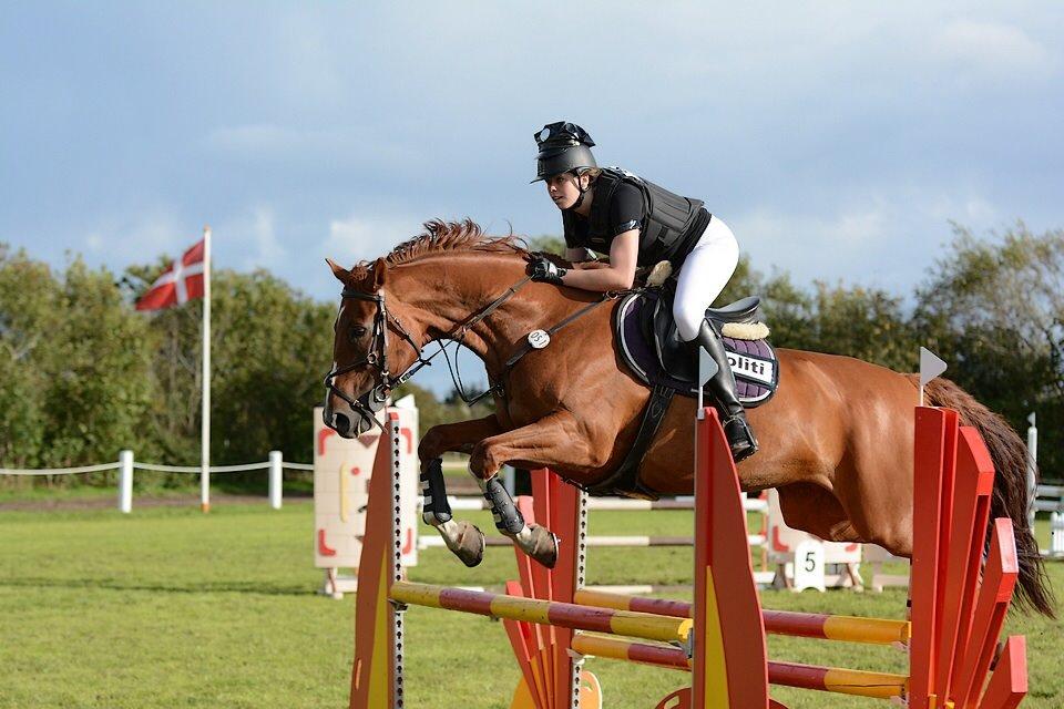 Dansk Varmblod Monique billede 2